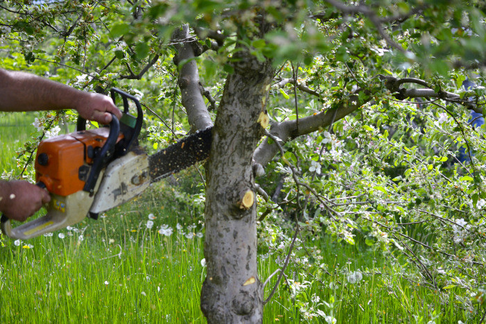cutting tree in blossom with chainsaw,