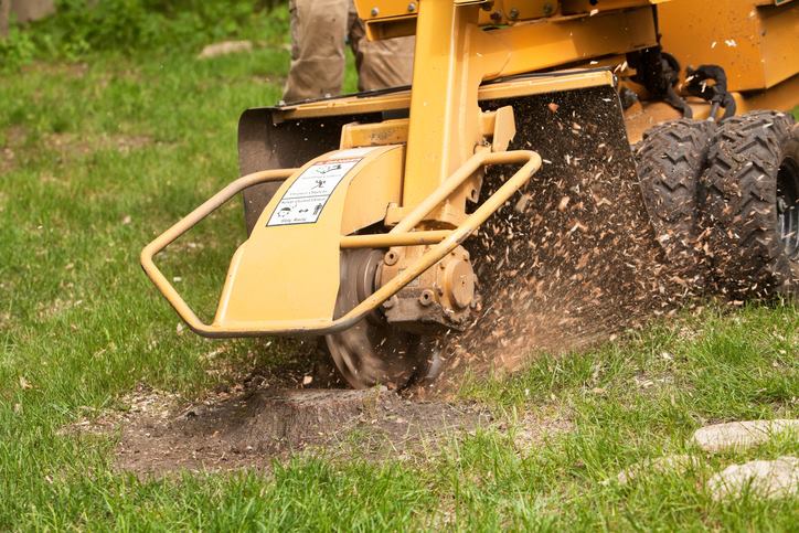 Stump and Grinding Removal Services in Hopkinton, MA