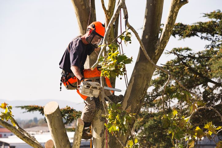 Expert Tree Trimming Services in Hopkinton, MA