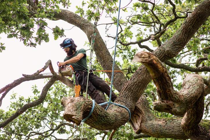 Expert Tree Trimming Services in Hopkinton, MA