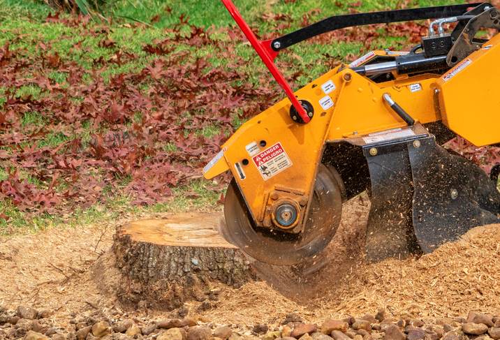 Tree Stump and Grinding Removal Services in Hopkinton, MA