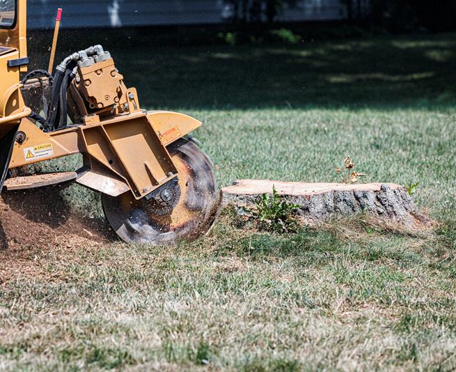 Our Tree Stump Reoval Services in Boylston & West Boylston
