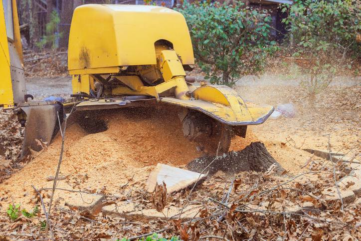 Our Tree Stump Reoval Services in Sterling