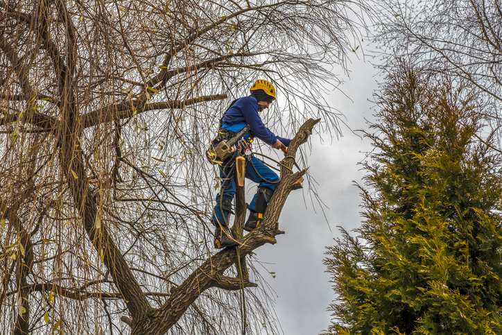 Our Tree Services in Boylston & West Boylston