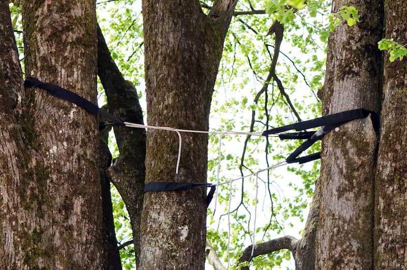 Tree cabling system connecting multiple trunks for structural support & stability in MetroWest, MA