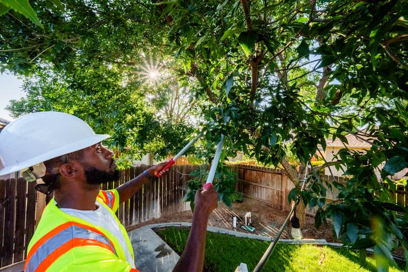 Professional tree care pruning branches using shears near home, MetroWest, MA