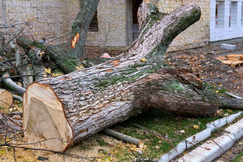 A large tree is cut down in front of a house, showcasing emergency tree service in MetroWest, MA.