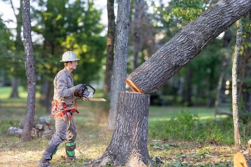 A man with a chainsaw cutting a tree, illustrating tree and stump removal in Central, MA.