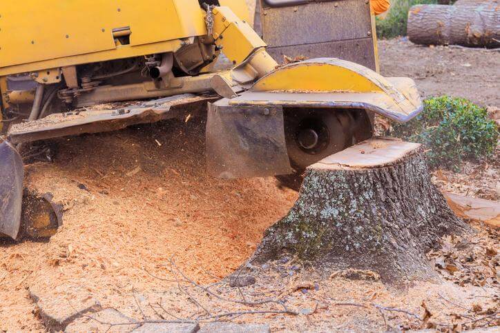 Stump grinding machine cutting a tree stump in MetroWest, MA